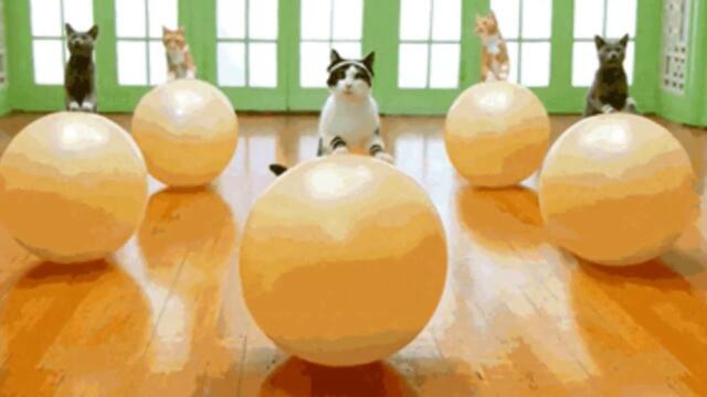 Анатолий Кулагин   -   СКАЖУ ТЕБЕ