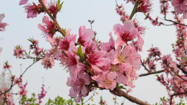 Красивая мелодия до слёз! Одна из самых красивых, волшебных зимних мелодий