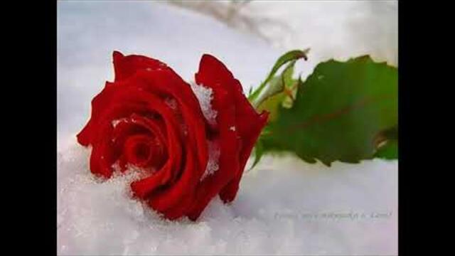 АЛЕК ТАЖКЕНОВ ПОЕТ СВОИ ХИТЫ - ВЬЮГА И АЛЫЕ РОЗЫ