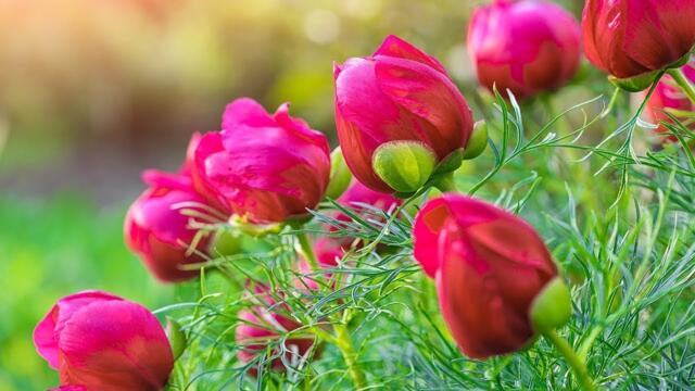 Красивая Восточная музыка до мурашек! ЭТУ Мелодия ИЩУТ ВСЕ! Красивые цветы