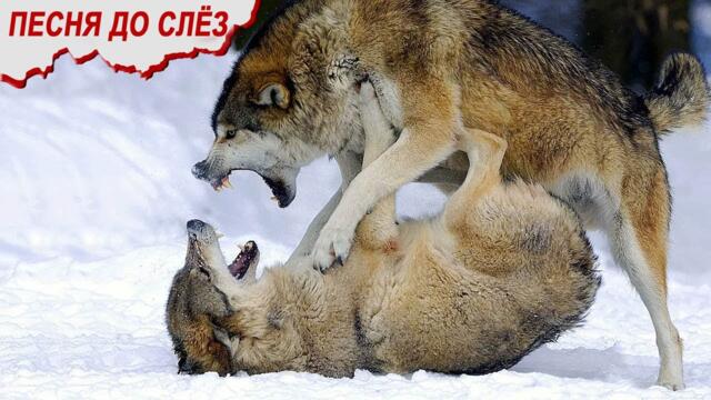 Белая Лилия 👍 ПОСЛЕДНИЙ БОЙ.