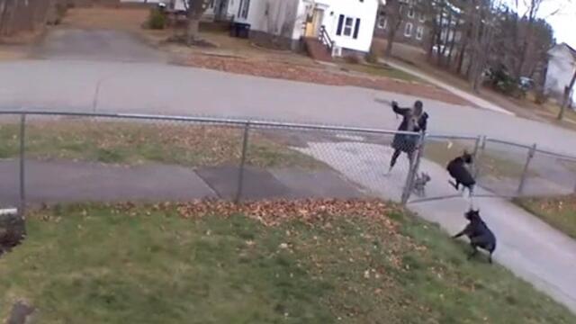 Dobermanns Attack Small Dog Walking With Their Owner on Sidewalk
