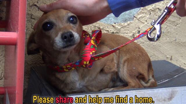 A sick three legged dog sleeps in the rain on a shoebox and waits months to be rescued #story