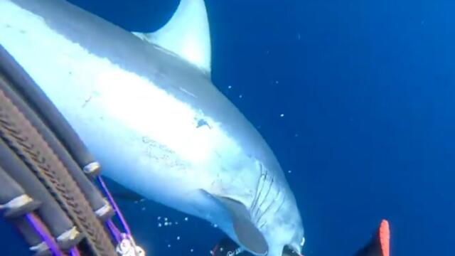 Diver screams for help during shark attack off Florida coast