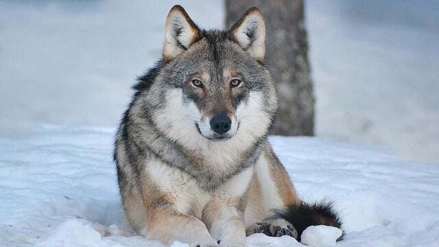 Офигенная Песня!👍🎶 Все Плакали Когда Слушали Эту Песню! ВОЛК - Wolf
