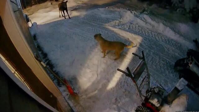 Owner is Startled When Their Dog Encounters With Moose Right Outside Their Home