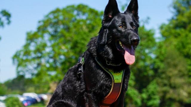 Nintendogs may be coming to mobile