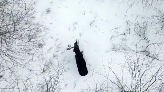 Moment moose sheds its antlers in 'once in a lifetime' sighting