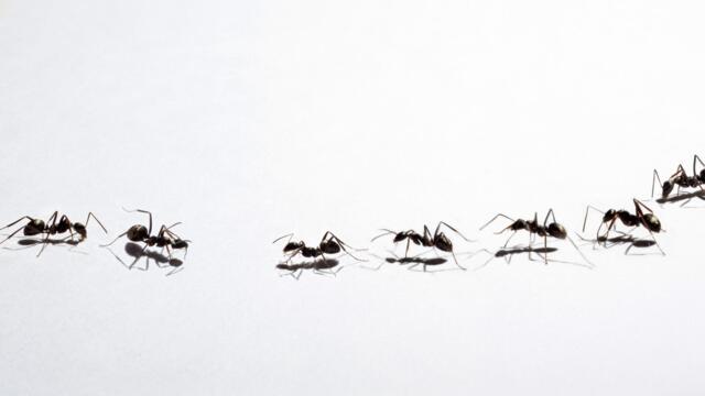 How Ants Are Being Used to Detect Cancer in Humans