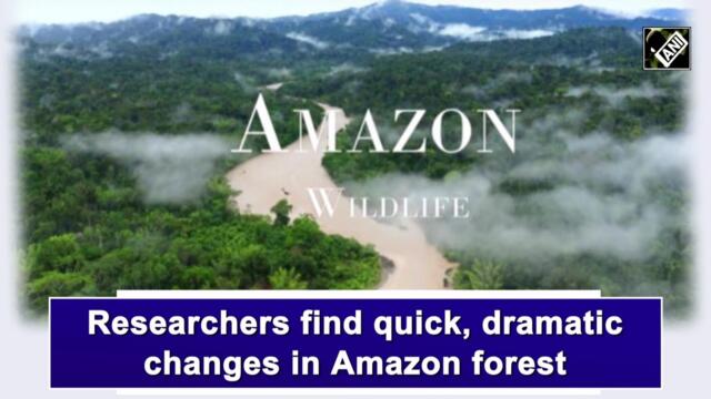 Researchers find quick, dramatic changes in Amazon forest