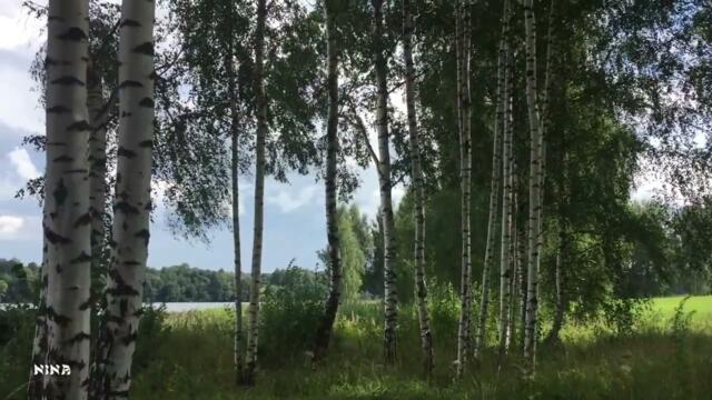 Берёзовые Рощи под Прекрасную Мелодию Эдгара Туниянца!