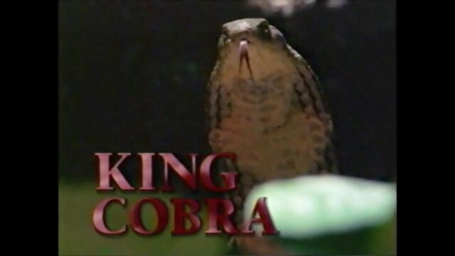 National Geographic: King Cobra (1997)