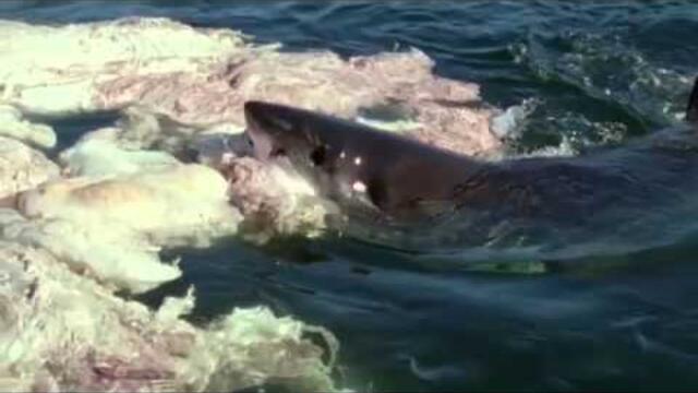 Great White Shark Living Legend BBC Documentary