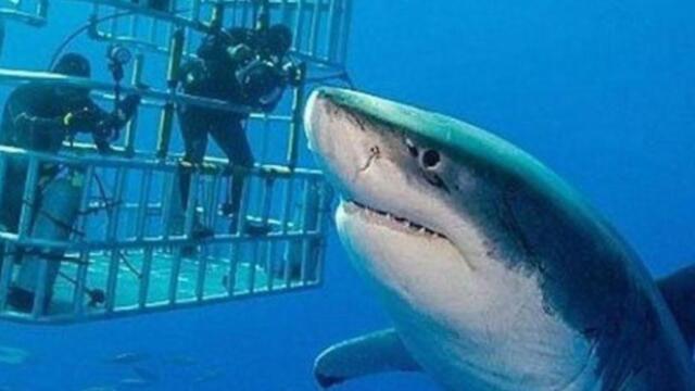 This Is The Biggest Great White Shark Ever Caught On Camera