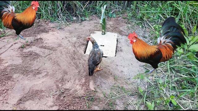 Wild chicken trap: Best way to catch wild chicken