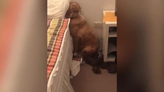 Guilty dog hides in corner after shredding up expensive pillow