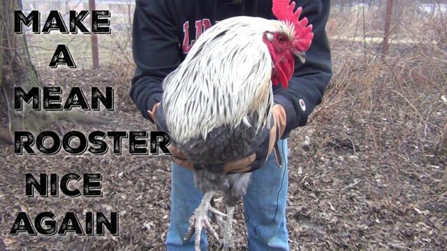 Dealing With An Aggressive Rooster- How To Train A Rooster
