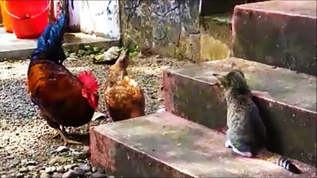 Funny cat trolling chickens - मुर्गी और बिल्ली - Chicken vs Cat