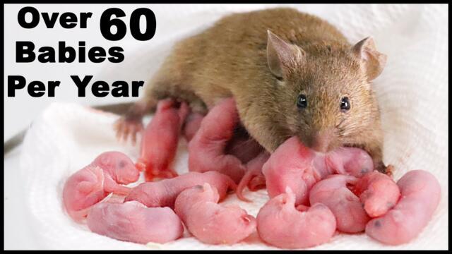 Mouse Gives Birth To 14 Babies On Camera During a Thumbnail Photoshoot. Mousetrap Monday