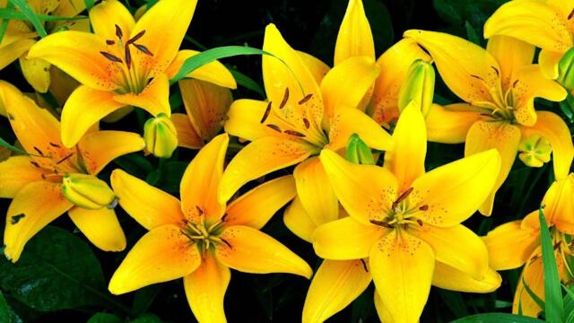 Божественная красота цветов... Для вас с любовью! Музыка Сергей Грищук