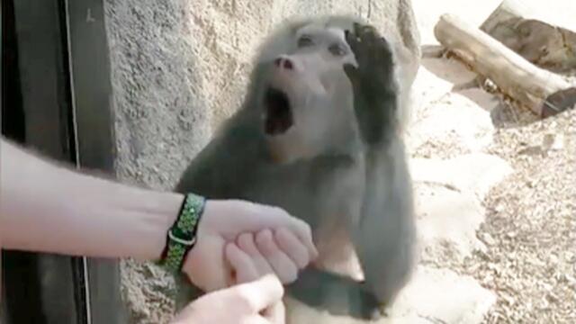 Monkeys Reaction to Magic 🤩- Funny Monkey Videos [Funny Pets]