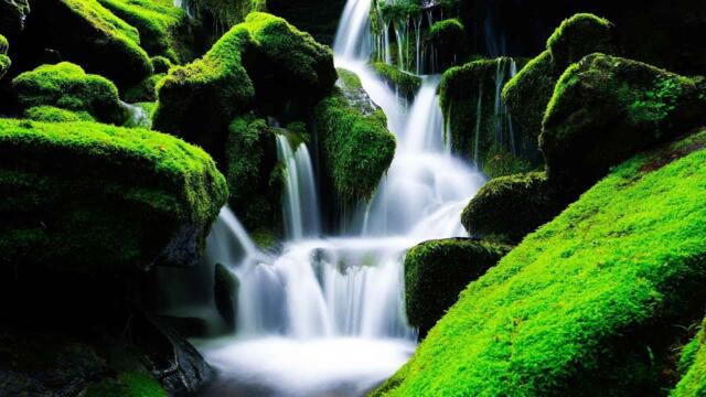 Какая красивая музыка о нежности и любви! Цветы красиво распускаются под музыку