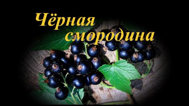 Sevenrose   -   Чёрная смородина