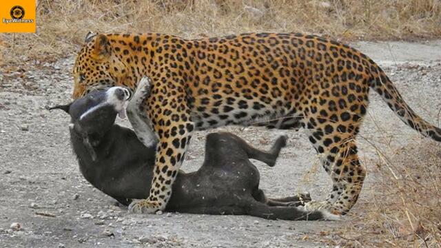 15 Dogs Mercilessly Attacked And Ki.lled By Leopards,Tigers.....