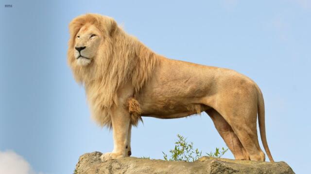 Big Cats Of The Timbavati - The King's Pride (Wildlife Documentary) HD