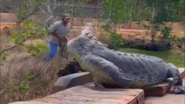 What would happen if someone put on a CROCODILE costume and joined them? Amazing CROCODILE incidents