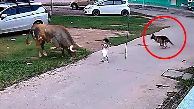 This Dog Risked His Life to Save This Girl