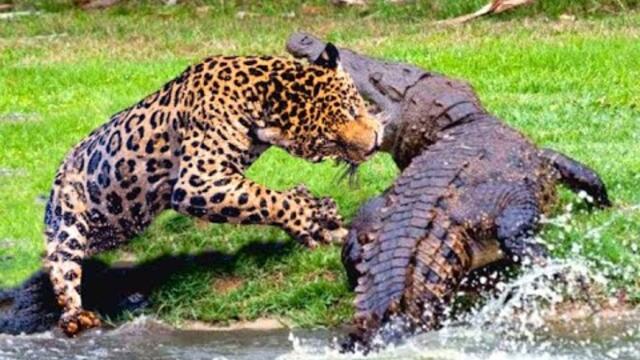 Top 10 Powerful Jaguar Attacks on Crocodile