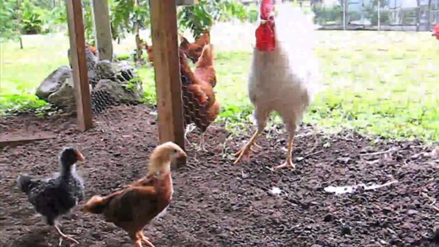 Baby chick meets Rooster