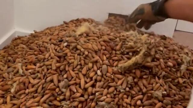 États-Unis : 300 kilos de glands découverts dans le mur d’une maison, cachés par des oiseaux