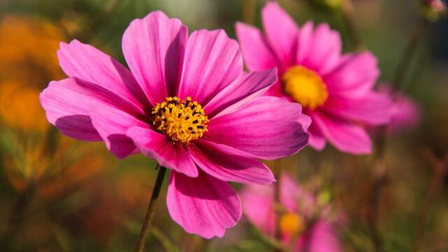 Музыка для души! Мягкая музыка успокаивает нервную систему и восстанавливает здоровье