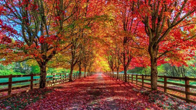 Осень! Красивая мелодия до слёз! Одна из самых красивых, волшебных осенних мелодий!