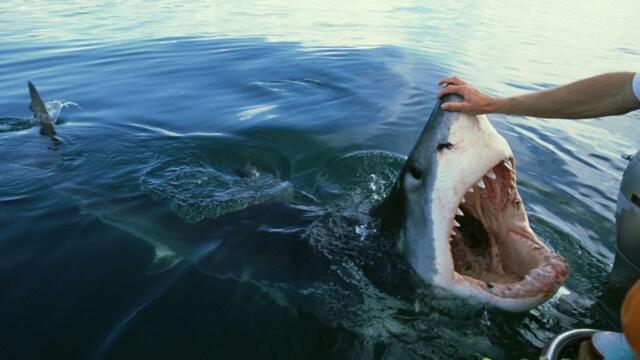 Great White Shark encounters that will TERRIFY you
