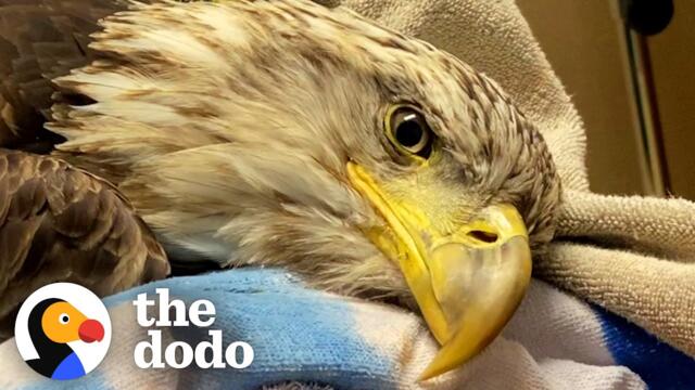 Vet Helps Bald Eagle Learn How To Fly Again | The Dodo