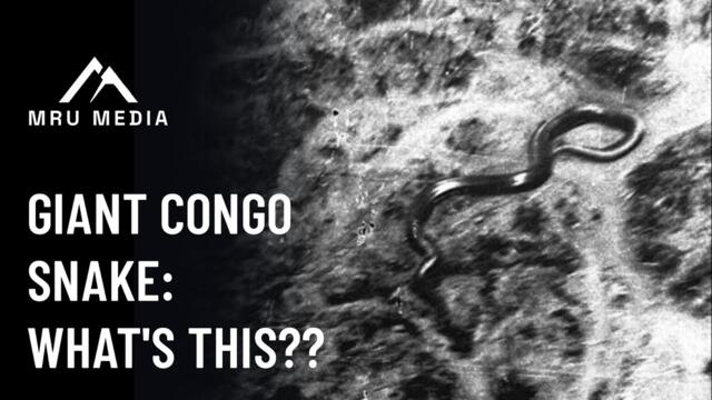 The Mysterious Giant Congo Snake: What Could It Actually Be?