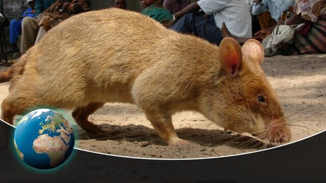 Detecting Danger - Africas Giant Rats
