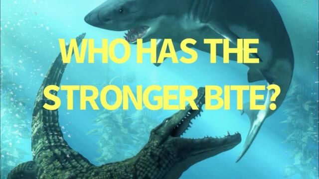 Crocodile vs. Shark: Who Has The Strongest Bite