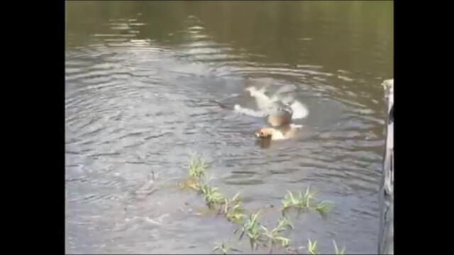 Dog Gets Eaten By Alligator While Swimming In Brazil River