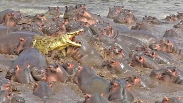 The HIPPOPOTAMUS, The Most Dangerous Animal in Africa | Hippo vs Crocodiles, SHARK & Lions
