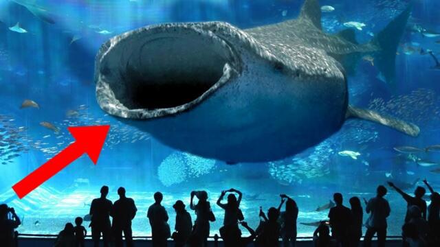 LARGEST Aquariums In The World!