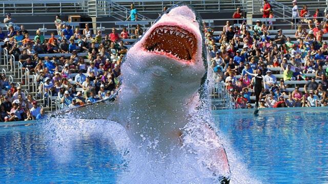 Why NO Aquarium In The WORLD Has A Great White Shark!