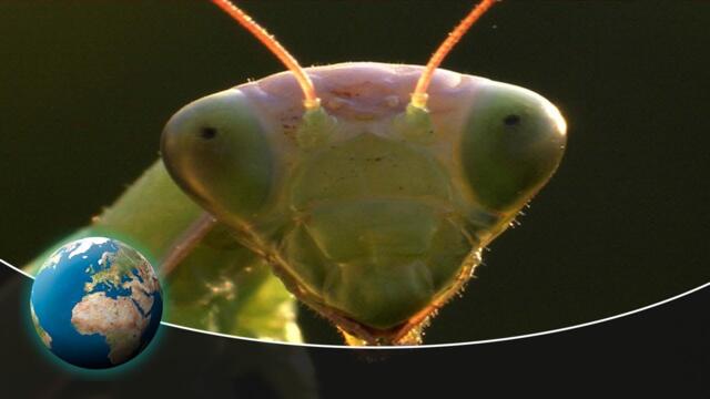 The Fascinating World of Insects