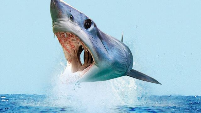 CRAZIEST Facts About The MAKO Shark!