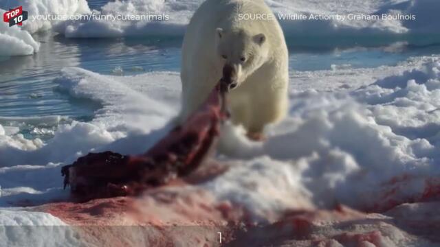 Top 5 Moments Polar Bear Eating Seal Alive