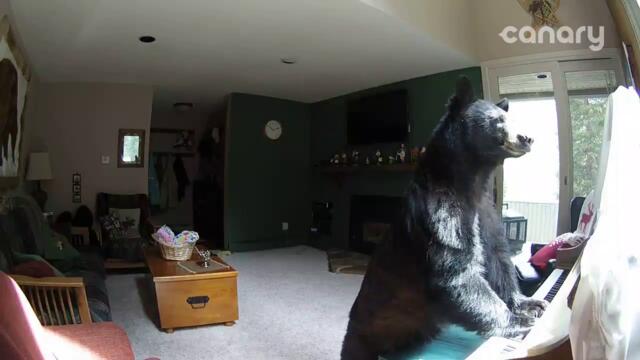 Bear Breaks Into Colorado Home, "Plays" Piano