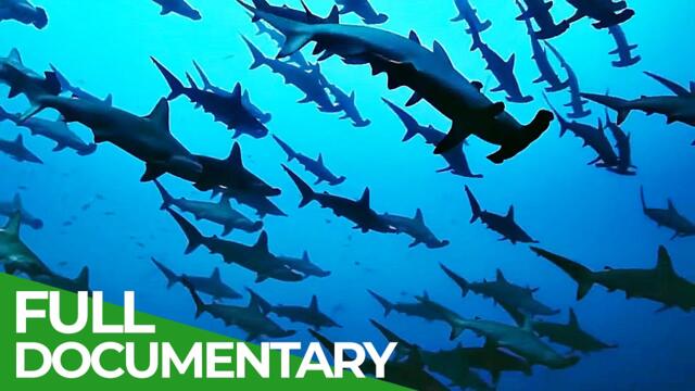 The Wild Pacific - Gigantic Ocean Teeming With Life | Free Documentary Nature